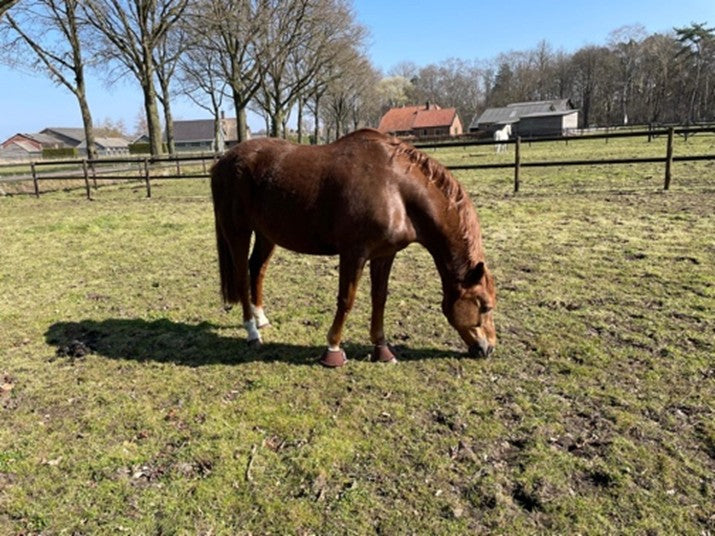 De stem van Mr Bates – Een klankverhaal recht uit het hart